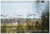 Grues