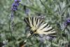 Machaon