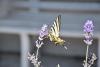 Machaon acrobate