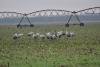 Grues au boulot...