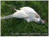 coq faisan commun couleur isabelle