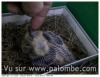 Premier mulet 18/04/2015