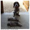 Chasse lapins