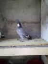 Pigeon améliorer