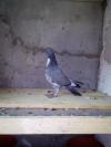 Pigeon améliorer