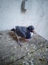 Pigeon