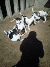 Chiots a donner