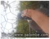 faute de palombes, on s'occupe...