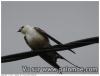 hirondelle albinos