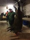 Sanglier