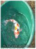 koi