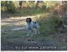 Un chien chasseur...