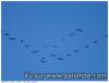 vol de cormorans