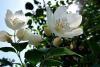 Jasmin