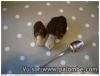 Morilles