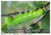 Chenille du grand paon de nuit