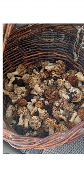 20210509162419morilles.jpg