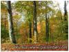 couleur...palombe