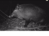 Gros cochon