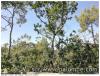 Arbre