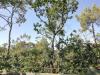 Arbre