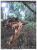 arbre