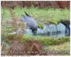 palombe girafe