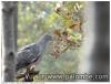 jeune au plumage clair
