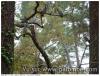 arbre a palombes