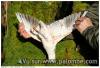 becasse blanche