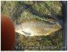 balle carpes