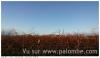 Palombes au cognac !!!