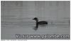 Oiseau à poils !!!