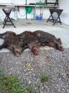 Battue SANGLIER