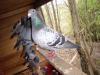 pigeon