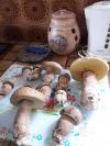 Beaux cepes