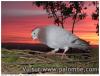 Pour roro