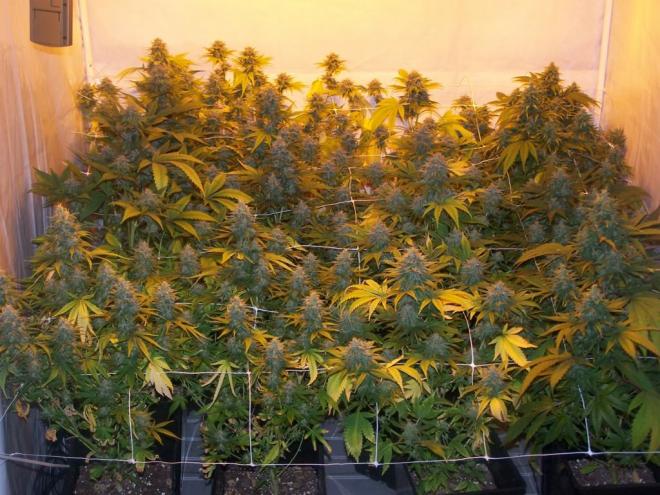 20200312101642cannabis-terre-scrog-1024x7681.jpg