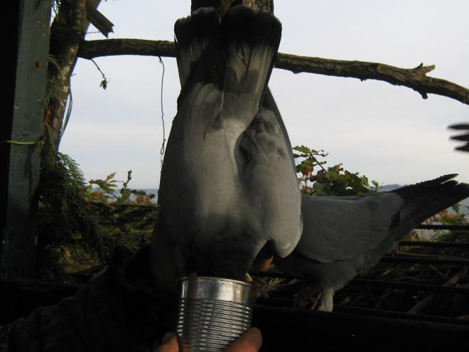 20200920112718pigeon010.jpg