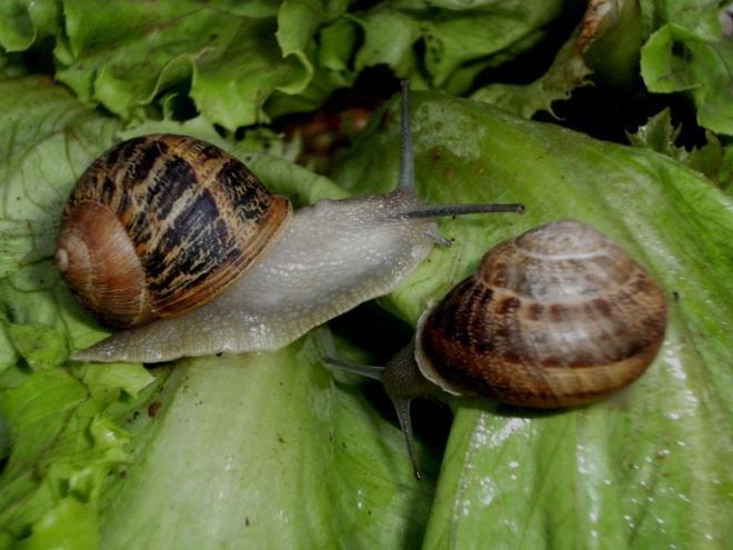 20201026091701ob_090c08_escargot.jpg