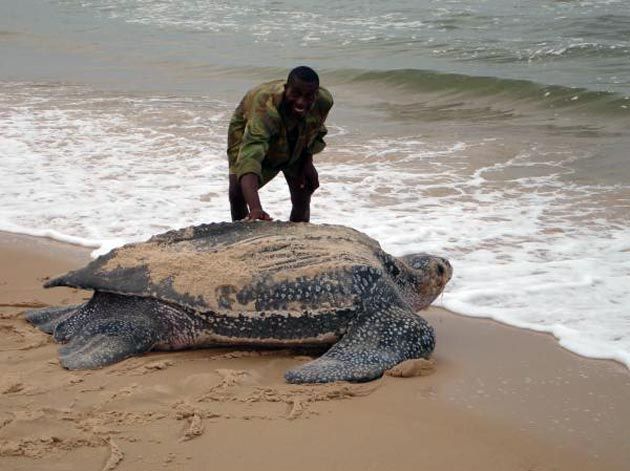 20201122173102photo-tortue-luth-8.jpg