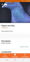 Pigeon