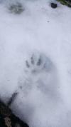 A qui appartient cette trace