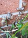 Escargots