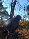 Photo pigeon
