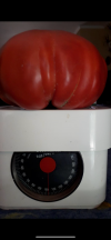 coulis de tomate