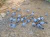 Petits bleu