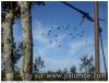 les volants