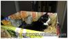 petites palombes + chat