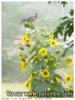 elle picore dans le jardin